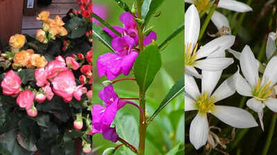 Perfect small monsoon plants for your balcony and terrace |